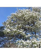 Świdośliwa olcholistna - Amelanchier alnifolia 'Smoky'
