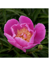 Piwonia chińska - Paeonia lactiflora 'Bowl of Beauty'