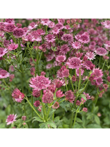 Jarzmianka większa - Astrantia major 'Roma'®