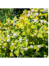 Pęcherznica kalinolistna - Physocarpus opulifolius 'Luteus'