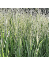 Proso rózgowate - Panicum virgatum 'Northwind'