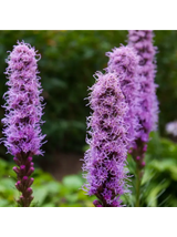 Liatra kłosowa fioletowa- Liatris Spicata 1 szt