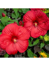 Hibiskus bylinowy ‘Summerific® Holy Grail'