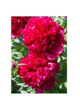 Piwonia chińska - Paeonia lactiflora 'Big Ben'