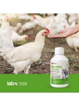 Lab-v MaxiVita Complex - mieszanka paszowa uzupełniająca – multiwitaminowa, w formie płynnej, przeznaczona dla drobiu grzebiącego, drobiu wodnego, gołębi, świń, bydła, owiec i kóz 250 ml