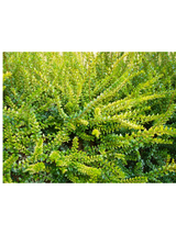 Suchodrzew mirtolistny - Lonicera nitida 'Golden Glow' PBR