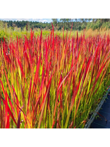 Imperata cylindryczna - Imperata cylindrica 'Red Baron'
