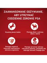 PURINA ONE Adult Medium/Maxi Karma dla dorosłych psów bogata w wołowinę z ryżem 12 kg