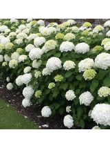 Hortensja ogrodowa - Hydrangea macrophylla 'Soeur Thérèse'