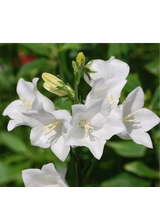 Dzwonek karpacki - Campanula carpatica 'Weisse Clips'
