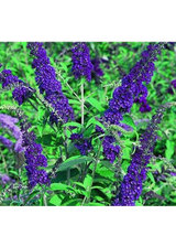 Budleja Dawida - Buddleja davidii 'Empire Blue'
