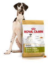 ROYAL CANIN Great Dane Adult 12kg karma sucha dla psów dorosłych rasy dog niemiecki  + niespodzianka dla psa GRATIS!