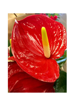 Anthurium czerwone d12