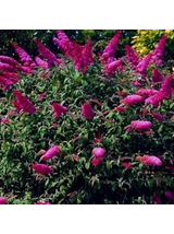 Budleja Dawida - Buddleja davidii 'Royal Red'