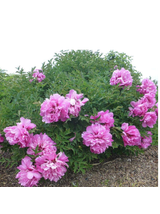 Piwonia drzewiasta - Paeonia suffruticosa 'Huan Guan'