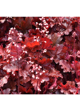 Żurawka - Heuchera 'Forever Red'