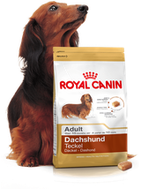 ROYAL CANIN Dachshund 7,5kg karma sucha dla psów dorosłych rasy jamnik + niespodzianka dla psa GRATIS!