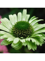 Jeżówka purpurowa - Echinacea purpurea 'Green Jewel'
