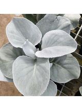 Starzec - Senecio 'Angel Wings'