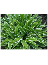 Funkia - Hosta 'Stiletto'