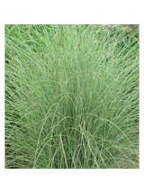 Miskant chiński - Miscanthus sinensis 'Morning  Light'