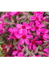 Floks szydlasty - Phlox subulata 'Atropurpurea'