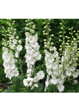 Ostróżka - Delphinium 'Pacific Giant Galahard'