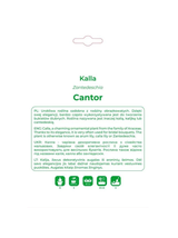 Kalla Cantor czarna 1szt.