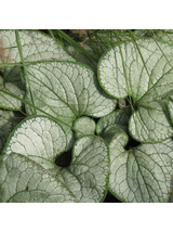 Brunnera macrophylla 'Silver Heart'