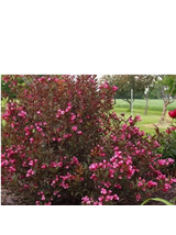 Krzewuszka cudowna - Weigela florida 'Rumba'