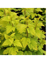 Pęcherznica kalinolistna - Physocarpus opulifolius 'Luteus'