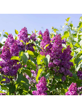 Lilak pospolity - Syringa vulgaris 'And an Ludwig Spath'