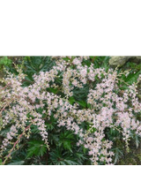 Tawułka pojedynczolistna - Astilbe simplicifolia 'Sprite'