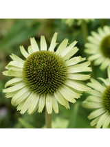 Jeżówka purpurowa - Echinacea purpurea 'Green Jewel'