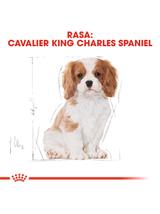 ROYAL CANIN Cavalier King Charles Spaniel Puppy 1,5kg karma sucha dla szczeniąt do 10 miesiąca, rasy cavalier king charles spaniel