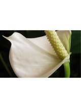Anthurium białe d12