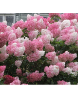 Hydrangea paniculata 'Vanille Fraise'