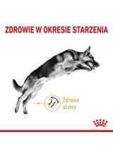 ROYAL CANIN German Shepherd Adult 5+ 12kg karma sucha dla psów dorosłych rasy owczarek niemiecki, powyżej 5 roku życia