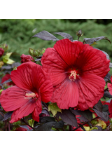 Hibiskus bylinowy ‘Summerific® Holy Grail'