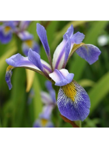 Kosaciec różnobarwny - Iris versicolor 'Gerald Darby'