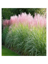 Miskant chiński -  Miscanthus sinensis 'Flamingo'