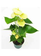 Anthurium żółte d12