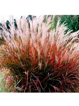 Miskant chiński- Miscanthus sinensis 'Dronning Ingrid'
