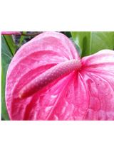 Anthurium różowe d12