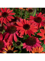 Jeżówka purpurowa - Echinacea purpurea SunMagic 'Vintage Ruby'