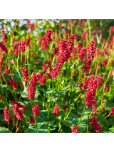 Rdest himalajski - Persicaria amplexicaulis 'Ample Vibrant Red'