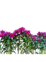 Pysznogłówka - Monarda hybrida 'Bee-Free'
