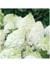 Hortensja bukietowa - Hydrangea paniculata 'Polar Bear'(R)