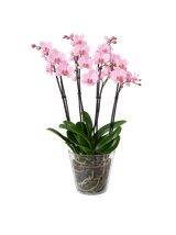 Storczyk Super Extra (Phalaenopsis) 4 pędy jasnoróżowy d12