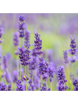 Lawenda wąskolistna - Lavandula angustifolia 'Hidcote Blue'